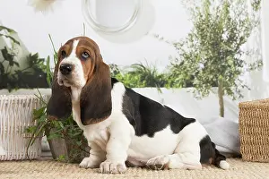 210220: Basset Hound puppy indoors
