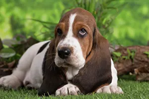 210220: Basset Hound puppy outdoors