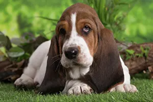 210220: Basset Hound puppy outdoors