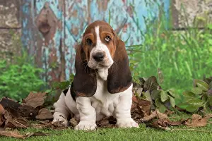 210220: Basset Hound puppy outdoors