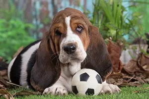 210220: Basset Hound puppy outdoors