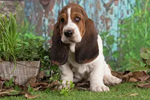 210220: Basset Hound puppy outdoors