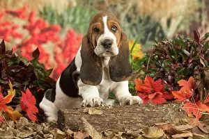 210220: Basset Hound puppy outdoors in Autumn