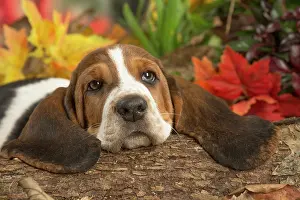 210220: Basset Hound puppy outdoors in Autumn