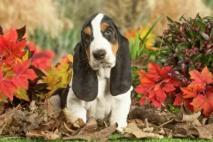 210220: Basset Hound puppy outdoors in Autumn