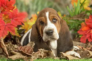 210220: Basset Hound puppy outdoors in Autumn