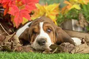 210220: Basset Hound puppy outdoors in Autumn