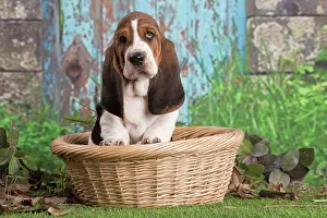 210220: Basset Hound puppy outdoors in a basket