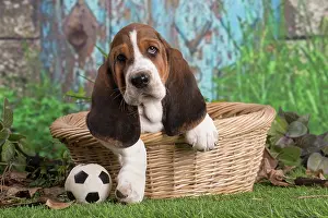 210220: Basset Hound puppy outdoors in a basket