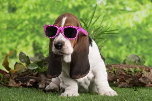 210220: Basset Hound puppy outdoors wearing sunglasses