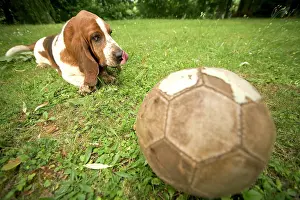 Football: Basset Hound - watching football