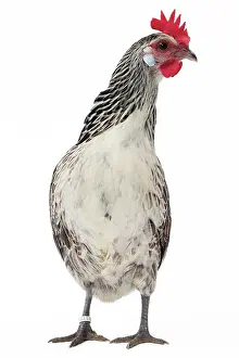 Bassette: Bassette caille argentee Chicken Hen
