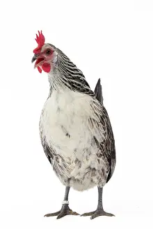 Bassette: Bassette caille argentee Chicken Hen