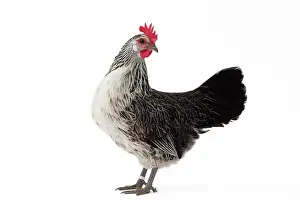 Bassette: Bassette caille argentee Chicken Hen