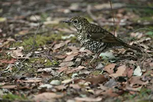 Zoothera: Bassian Thrush - On ground