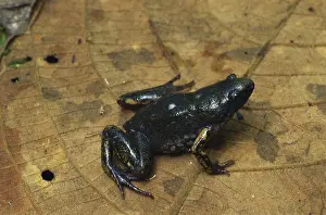 Microhylidae: Bassler's Sheep Frog