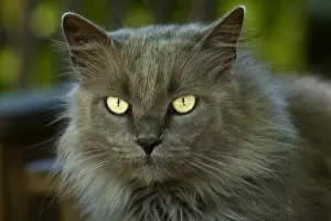 Crossbreed: Bastard gray cat with long hair and yellow eyes France