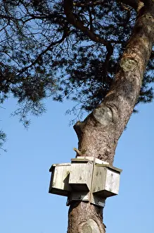 Offer: Bat boxes set up to offer a range of exposures