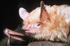 Bats: BAT - Discovered 1968 and given latin name only