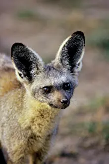 Otocyon: Bat-eared Fox