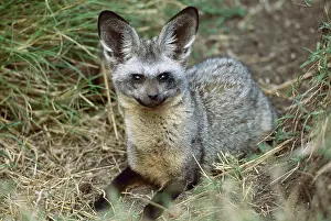 Otocyon: Bat-eared Fox