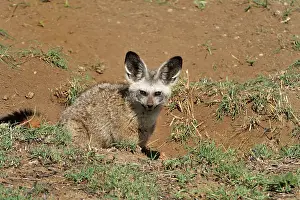 Otocyon: Bat-eared Fox