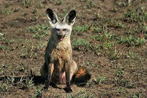 Otocyon: Bat-eared Fox