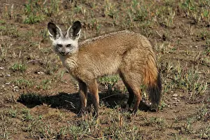 Otocyon: Bat-eared Fox