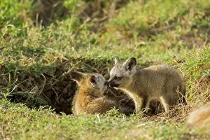 Relationship: Bat-eared Fox