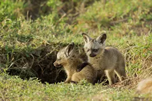 Relationship: Bat-eared Fox