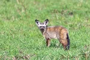 Otocyon: Bat-eared Fox