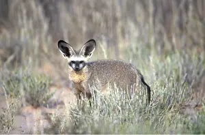 Twala Trust Asbl: BAT EARED FOX