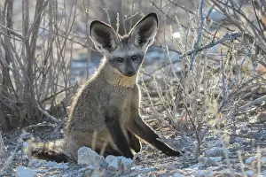 Insectivore: BAT EARED FOX
