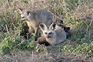 Otocyon: Bat-Eared Fox - By burrow on open plains