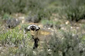 Folded: Bat-eared Fox - ears folded for concealment