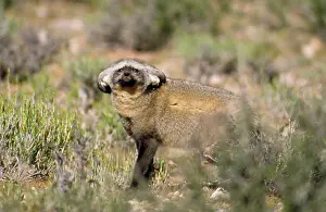 Folded: Bat-eared Fox - ears folded for concealment