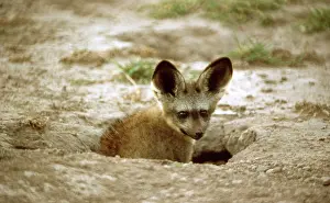 Otocyon: Bat-eared FOX - emerging from den entrance