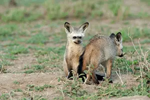 Otocyon: Bat-eared Fox - family