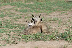 Otocyon: Bat-eared Fox - family