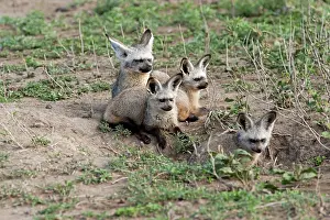 Otocyon: Bat-eared Fox - family