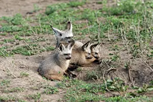 Otocyon: Bat-eared Fox - family