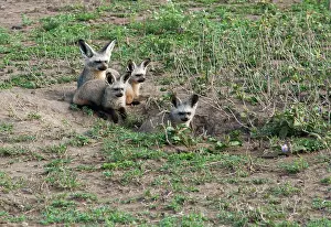 Otocyon: Bat-eared Fox - family in den