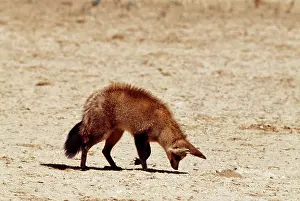 Intelligence: BAT-EARED FOX - listens for grubs underground