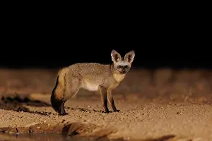 Paysage: bat-eared fox (Otocyon megalotis)