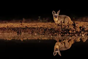 Paysage: bat-eared fox (Otocyon megalotis)