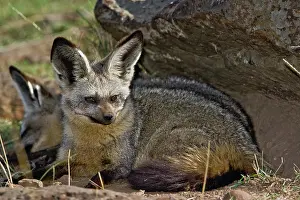 Otocyon: Bat-eared Fox, Otocyon megalotis, Masai