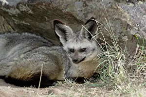 Otocyon: Bat-eared Fox, Otocyon megalotis, Masai
