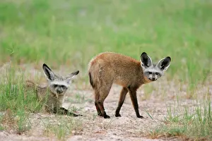 Otocyon: Bat-eared Fox, pair
