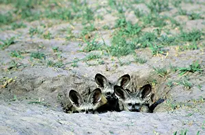 Otocyon: Bat-eared Fox - puppies