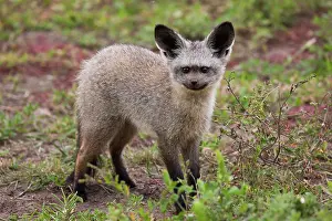 Otocyon: Bat-eared fox, Serengeti National Park
